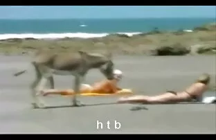 Zabava.4.htb