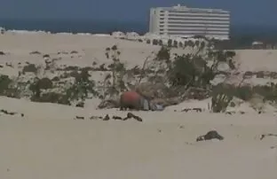 Mariels nećakinja i starac na plaži